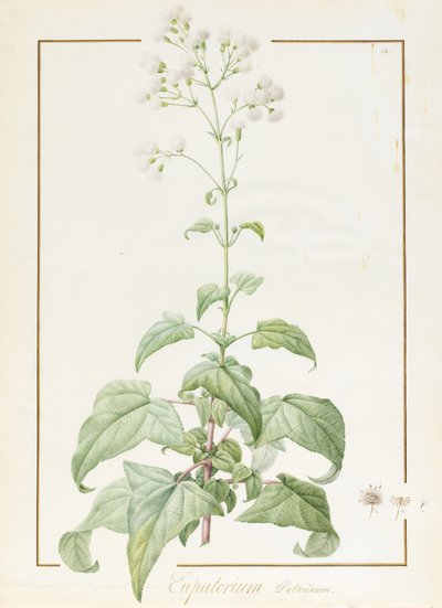 Eupatorium Deltoideum door Pierre Joseph Redouté